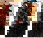 Maska latex plyš Býk