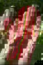 CEDR Chňapka 28x21cm 1ks - barevná (Kuchyňská chňapka bez obrázku)